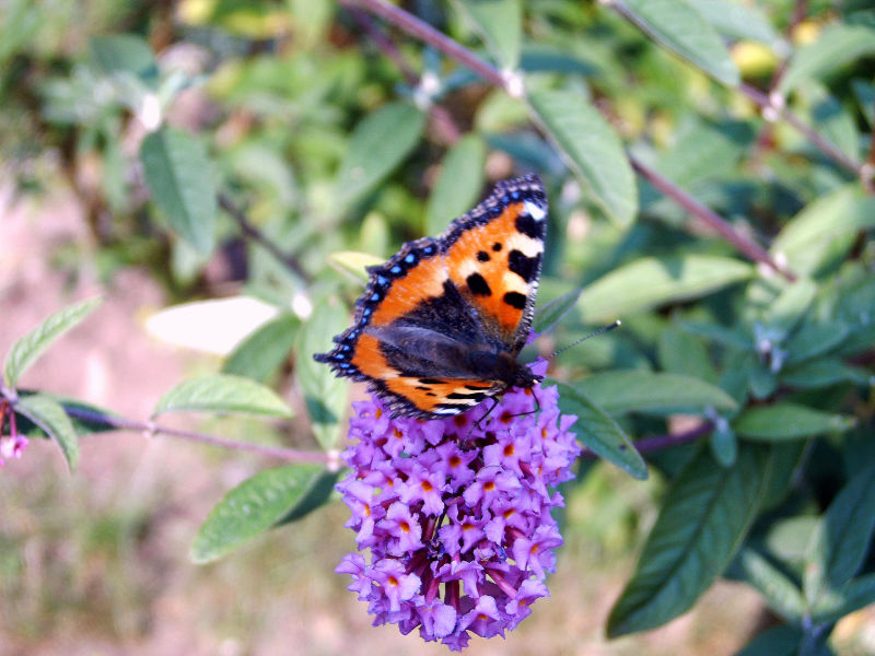Schmetterling